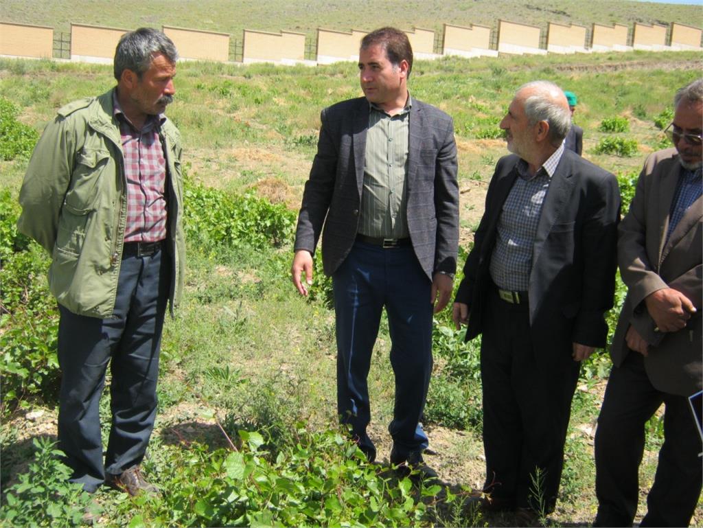 كارگاه فصلي انگور با حضور باغداران