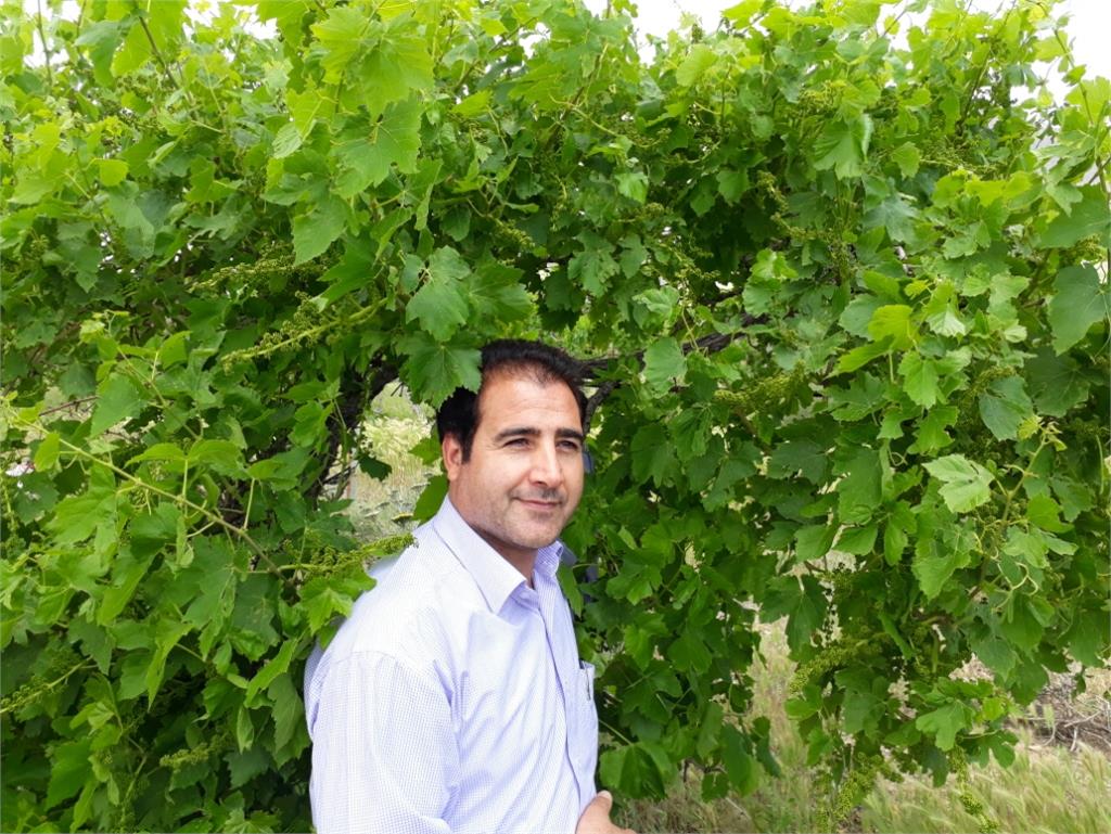 باغ انگور